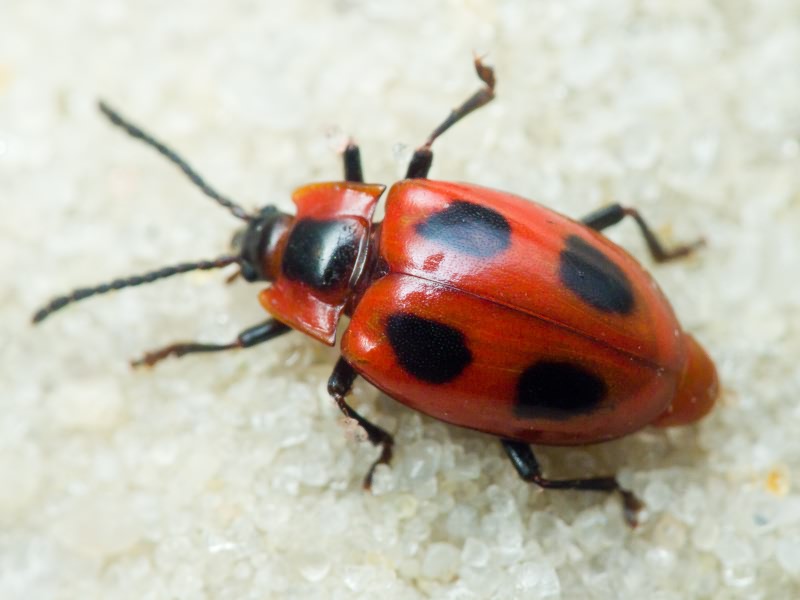 Endomychus coccineus (Linnaeus, 1758)